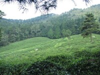 廬山雲霧茶的生產地