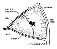 淋巴管