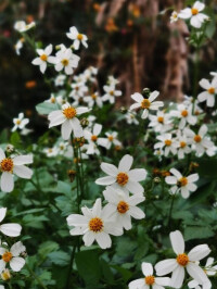 白花鬼針草