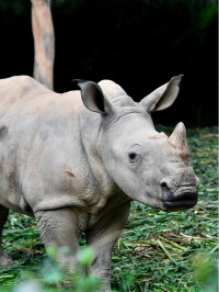 廣州動物園動物