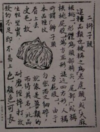 《工藝核桃譜》 獅子頭篇