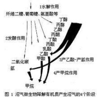 沼氣發酵微生物