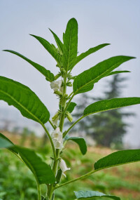 黑芝麻植株