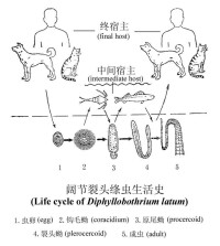 涼山香椿