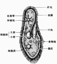 雙小核草履蟲