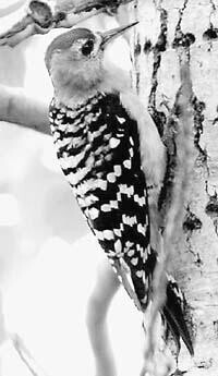 （圖）棕腹啄木鳥