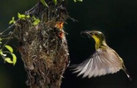 叉尾太陽鳥給幼鳥餵食