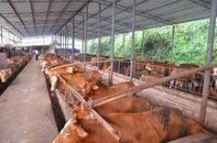 肉牛養殖基地