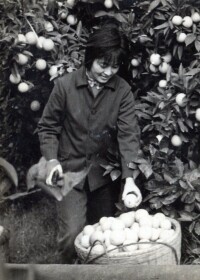 傅天琳1979年在果園