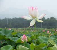 里葉十里荷花