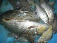 漢江魚