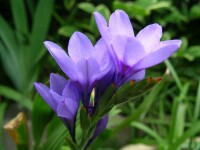 紫百合