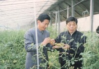 王伯祥在大棚查看蔬菜生長情況(右一)