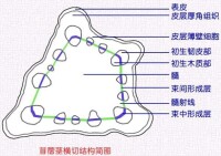 厚角組織