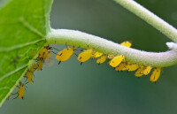 小麥蚜蟲為害葉片