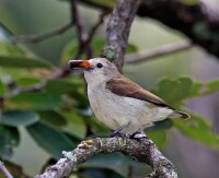 純色啄花鳥