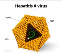甲型肝炎病毒
