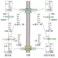 蘋果酸-天冬氨酸穿梭