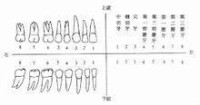 恆牙的名稱及排列