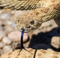 響尾蛇