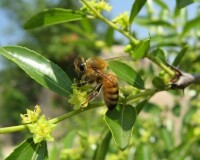 棗花蜂蜜