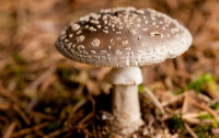 毒蘑菇[有毒的蘑菇]