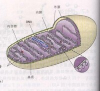 線粒體