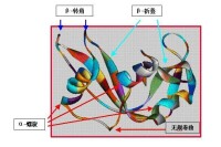 RNase的某些二級結構