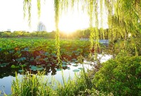 聚龍湖公園高清組圖