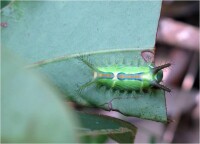 褐邊綠刺蛾幼蟲
