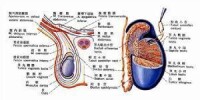 睾丸平面圖與立體剖析圖