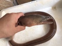 中華須鰻