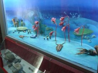 海洋原生動物模型