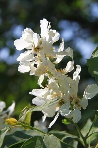 齒葉白鵑梅(野生植物圖2)