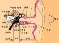 聽神經損害