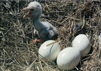 卵與剛出殼的雛鳥