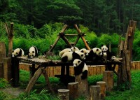大熊貓棲息地