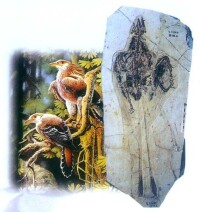 圖片1·聖賢孔子鳥化石及復原圖