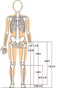 標準腿型