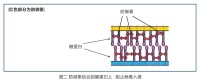 防禦素