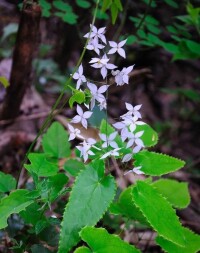 三枝九葉草