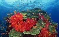 大堡礁各類珊瑚
