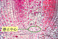 小麥根尖示分生區靜止中心