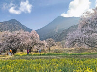 林芝鎮嘎拉村