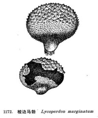 棱邊馬勃（ Lycoperdon marginatum ）