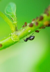 蚜蟲分泌蜜露