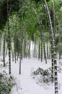 方村[河南省洛寧縣趙村鄉轄村]