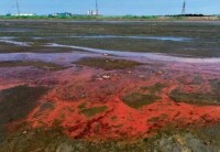 葫蘆島市新廠大橋附近，退潮后河道水呈紅色。（資料）