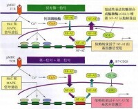 轉錄因子及其激活方式