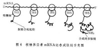 核糖體沿著mRNA鏈合成肽鏈示意圖